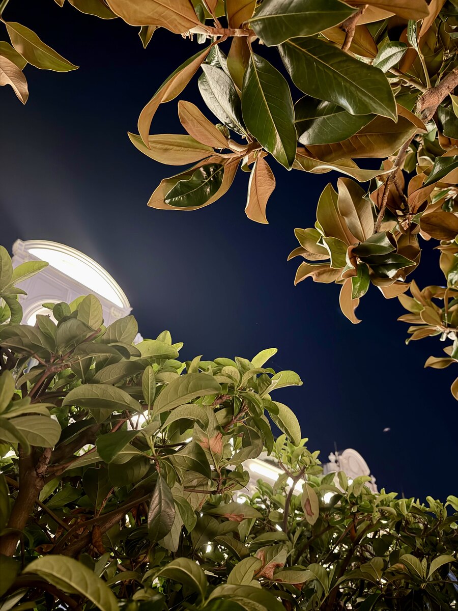 Magnolia leaves and evening lights at Karaköy Lokantası in Istanbul